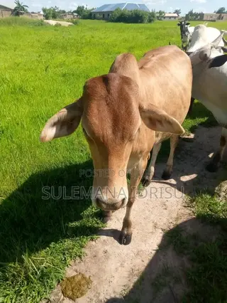 Red Gudali