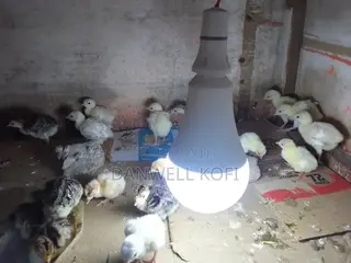 Hybrid Turkey Poults for Sale