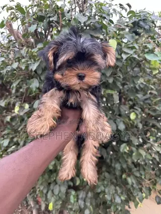 1-3 months Male Purebred Yorkshire Terrier