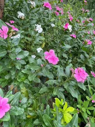 Colourful Plant