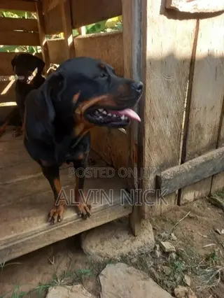 1+ year Female Purebred Rottweiler