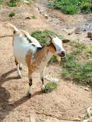 Healthy Goat for Sale -Big & Well Fed