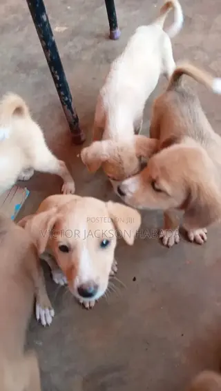 1-3 months Male Mixed Breed Labrador Retriever