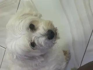 1+ year Male Purebred Maltese
