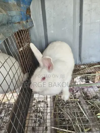Rabbits for Sale