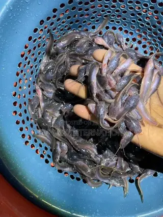 Catfish Fingerlings/ Juveniles