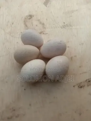 Fertile Turkey Eggs for Hatching