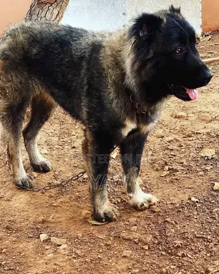1+ year Male Purebred Caucasian Shepherd