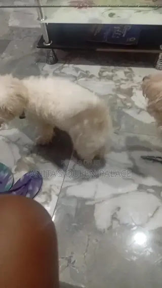 1+ year Male Purebred Lhasa Apso