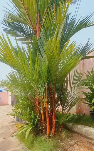 Red Palm (Lipstick Palm)