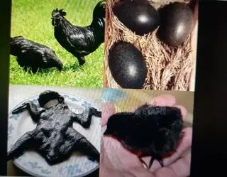 Ayam Cemani Chicks