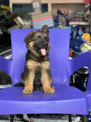 1-3 months Male Purebred German Shepherd