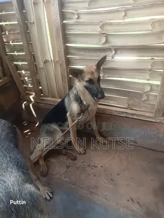 6-12 months Female Purebred German Shepherd