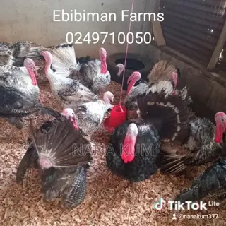 Turkey for Sale