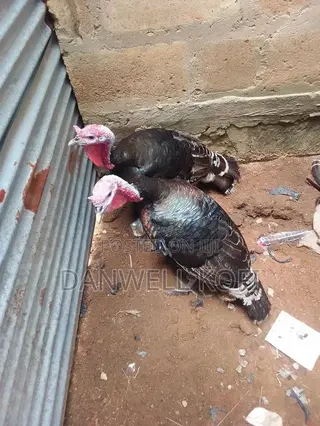 Mature Male Hybrid Turkey for Sale