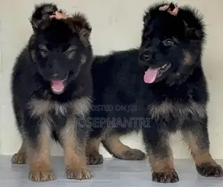 1-3 months Female Purebred German Shepherd