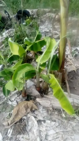 Plantain Suckers
