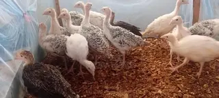 1month Old Turkeys