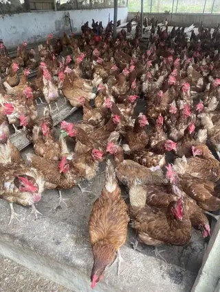 Chickens and Sasso Birds for Sale,kindly Contact Me if Interested Than