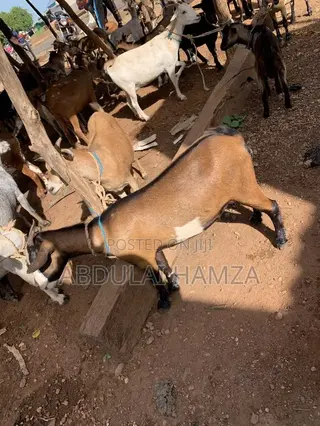 Goat Is Selling