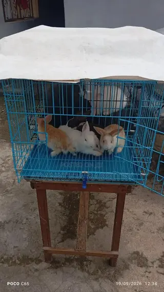 Promotion, Get Two Rabbit and Cage