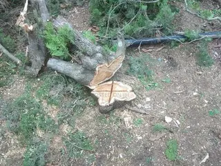 Chainsaw Operator(Tree Cutter)
