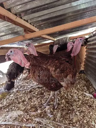 Brown Turkey or Bourbon Red Turkey Available