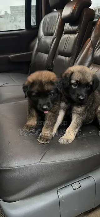 1-3 months Male Mixed Breed German Shepherd