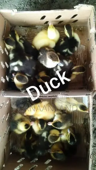 Foreign Locals Ducklings (Ducks Day-Old) Chicks