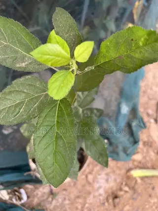 Apple Seedlings