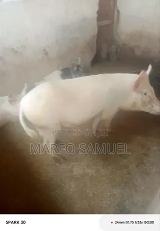 Brothers Farm