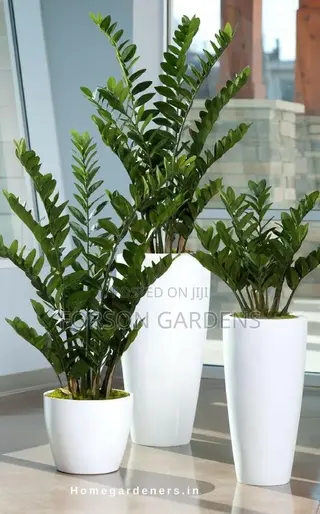 Plants for Your in and Outdoor Areas