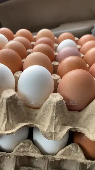 Fresh Farm Eggs – Wholesale Prices | Apino Farms