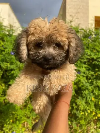 1-3 months Female Mixed Breed Poodle