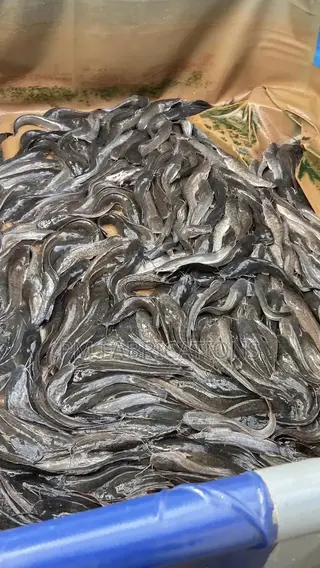 Catfish Fresh 1000 Fishes