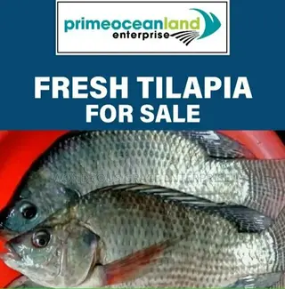Volta Catch Tilapia