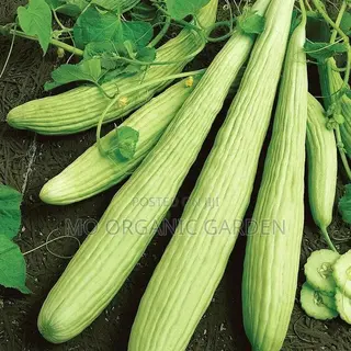 Armenian Cucumber Seeds
