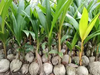 Hybrid Coconut Seedlings