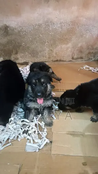 1-3 months Female Purebred German Shepherd