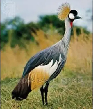 One Pair of Crowned Cranes