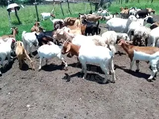 A Strong and Healthy Young Gudali Cow