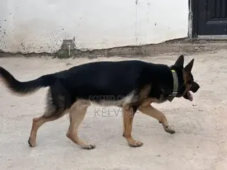 1+ year Male Purebred German Shepherd