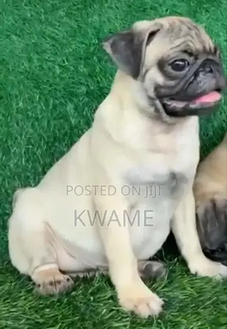 3-6 months Male Purebred Pug
