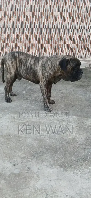 1+ year Male Purebred Bullmastiff