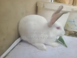 New Zealand White / Hyla Rabbit for Sale - 2 Does