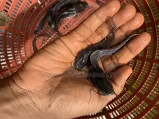 Catfish Fingerlings