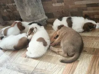 1-3 months Male Mixed Breed Dog