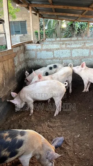 Pork Ghetto