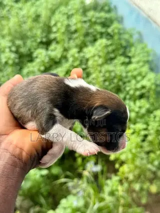 0-1 month Female Purebred Poodle