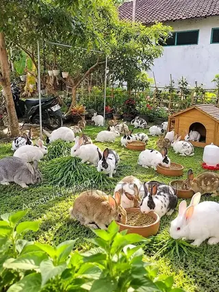 Hybrid Rabbit for a sea.Just Contact and Show Me Your Best Breed